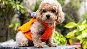 Les meilleurs logiciels comptables pour pensions canines