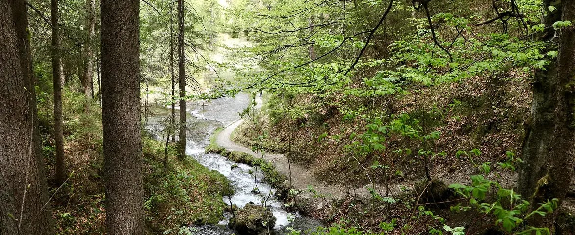 swapn-projet-reboisement