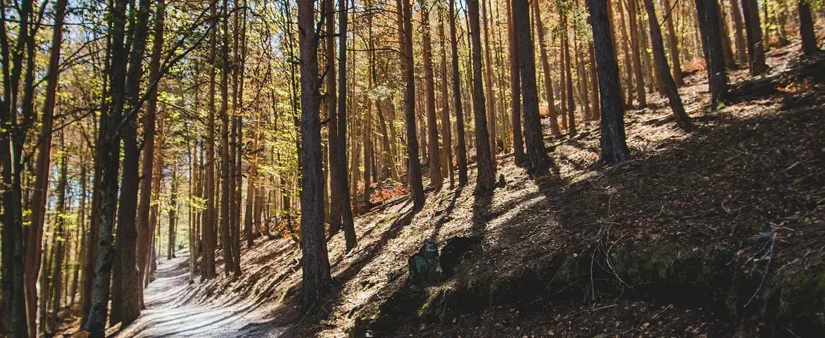 swapn-protection-foret